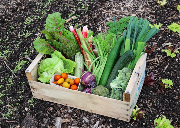 image of vegetables from the happy pear large box