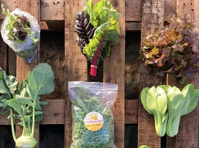 image of vegetables from the happy pear farm veg box