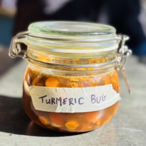 a photo of a Turmeric Bug