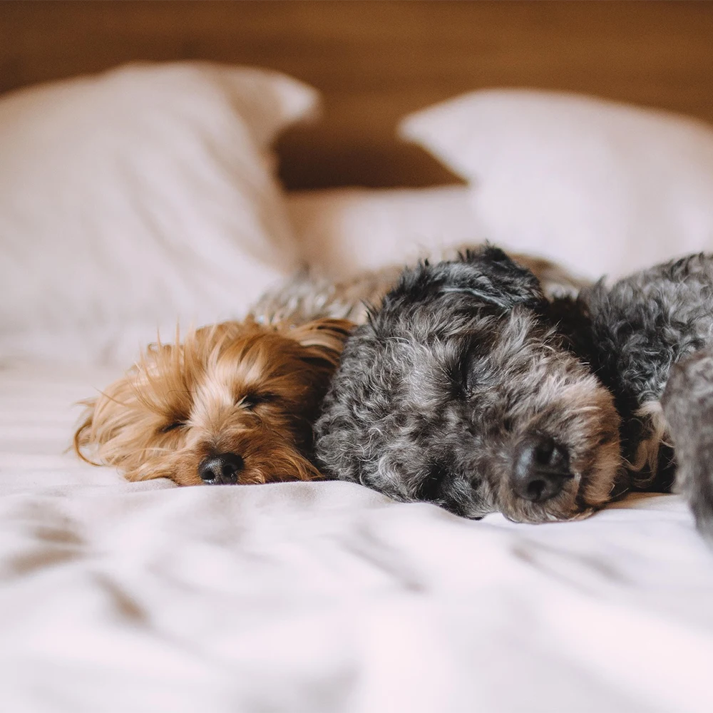 join the happy sleep club now